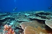 Acropora clathrata scle Maldives Maamgili beyru-18m-20240426-da-DSC_7147_tn